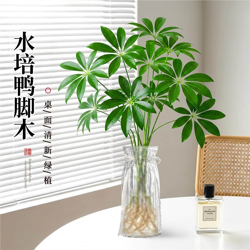 种花迷八方来财鸭脚木水培植物室内盆栽好养四季常青办公室绿植驱蚊招财 鸭脚木1棵（高30-40cm）不含瓶