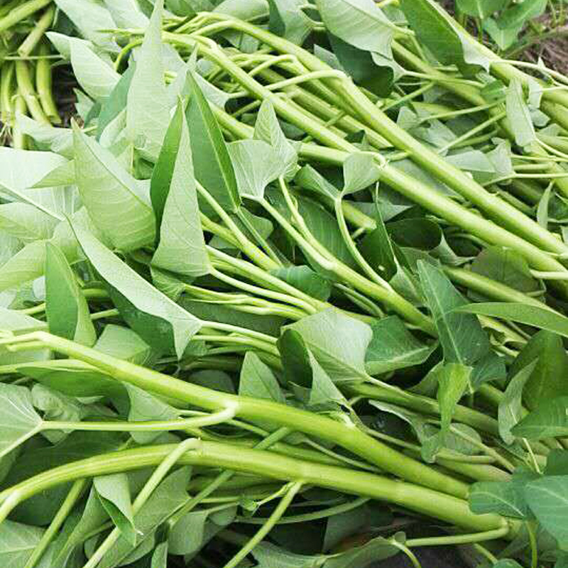 柳叶空心菜生长速度快纤维少阳台园艺盆栽家庭菜园 大叶空心菜10克