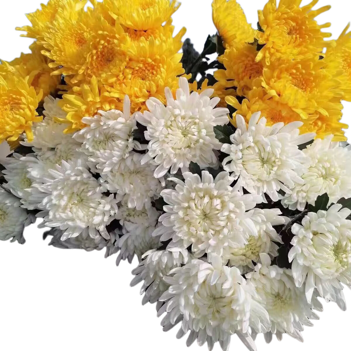 清明节菊花黄菊白菊鲜花大花苞基地鲜采打包直发供港标准采后处理 白菊10+黄菊10枝-55cm送套袋x2丝带x2