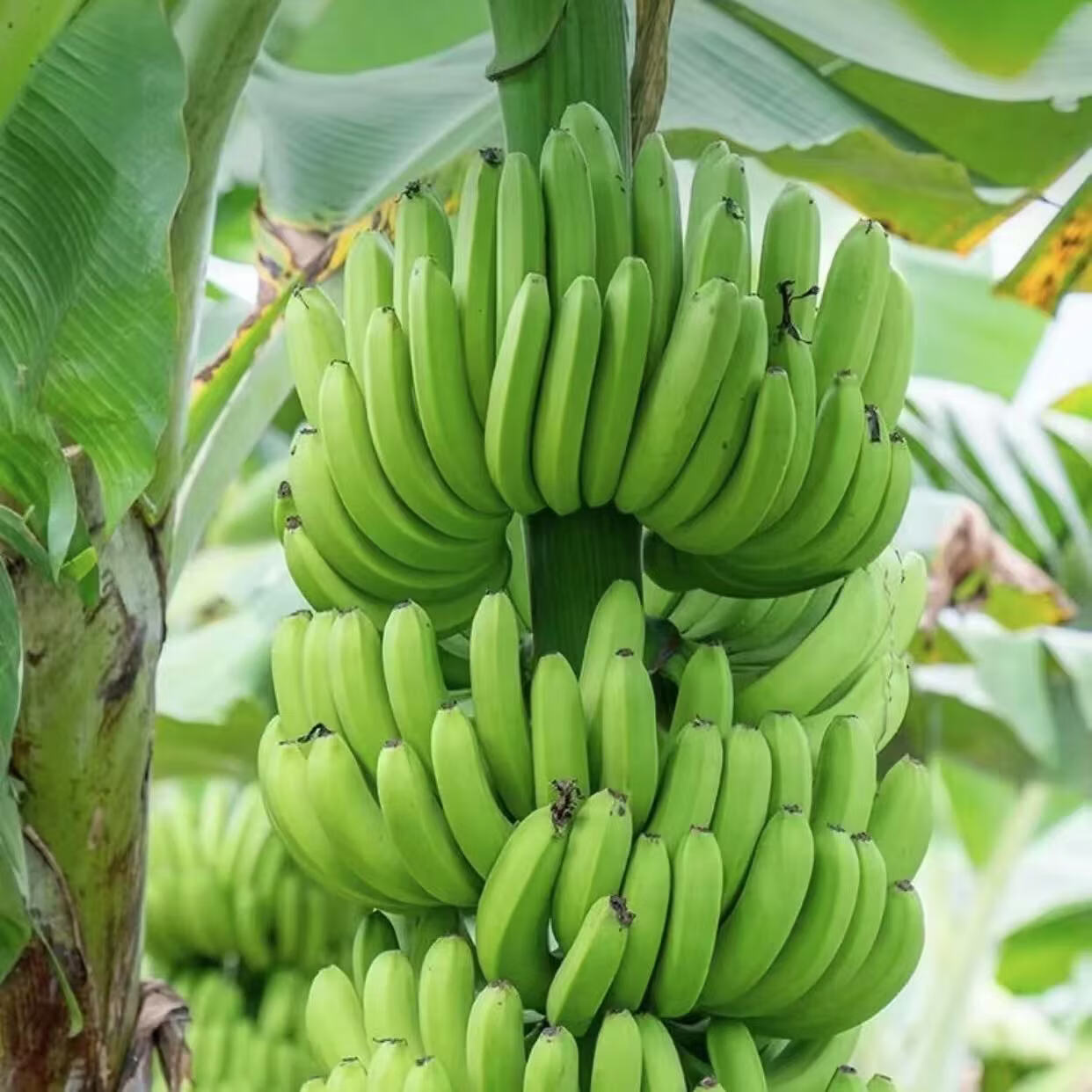 彩云之南文山树上熟绿皮香蕉软糯香甜水果香蕉生鲜（3-11月） 云南喀斯特绿皮香蕉净重8斤