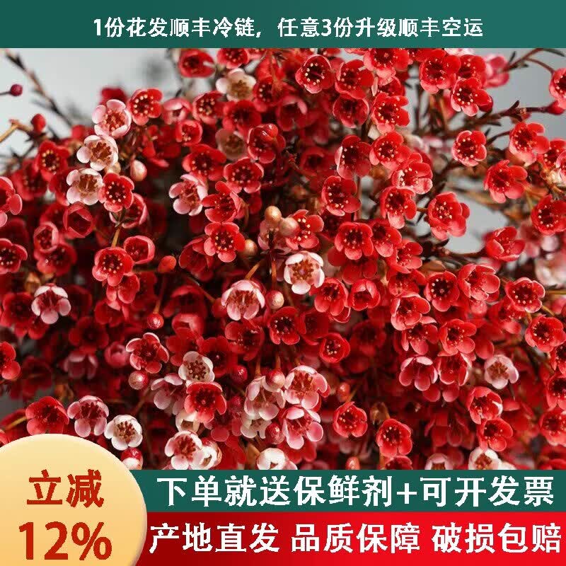 腊梅水培鲜切花云南基地花卉直发客厅摆件年宵花红梅装 红色1扎300g左右 不含花瓶