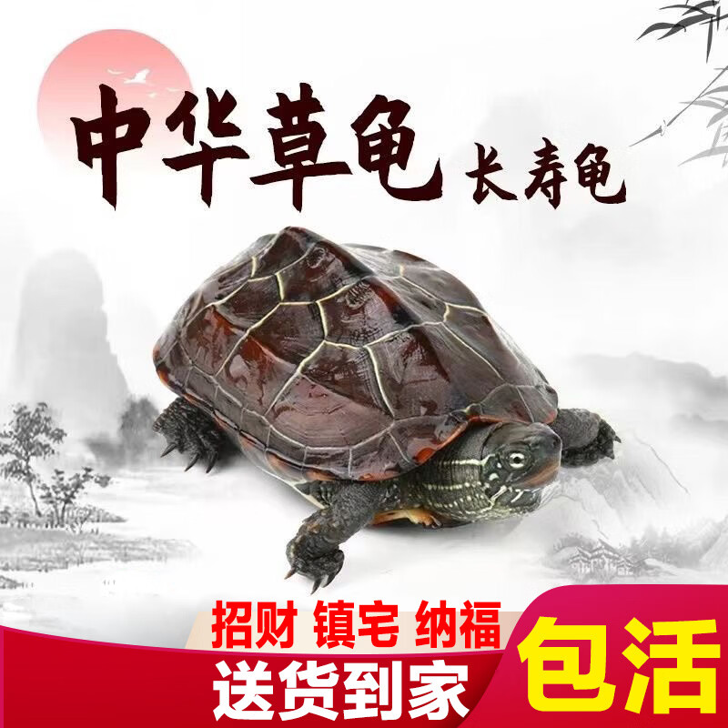 草龟活体小乌龟活物外塘长寿龟乌龟缸宠物观赏龟金线龟墨龟草龟苗 草龟2-3厘米1只【送龟粮】
