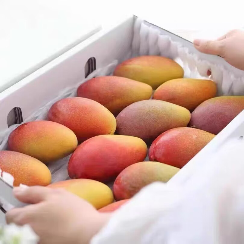 海南三亚树上熟贵妃芒果当季新鲜大果孕妇水果高档礼盒装包邮 贵妃芒 8斤装精选大果【顺丰礼盒-单果5两以上】