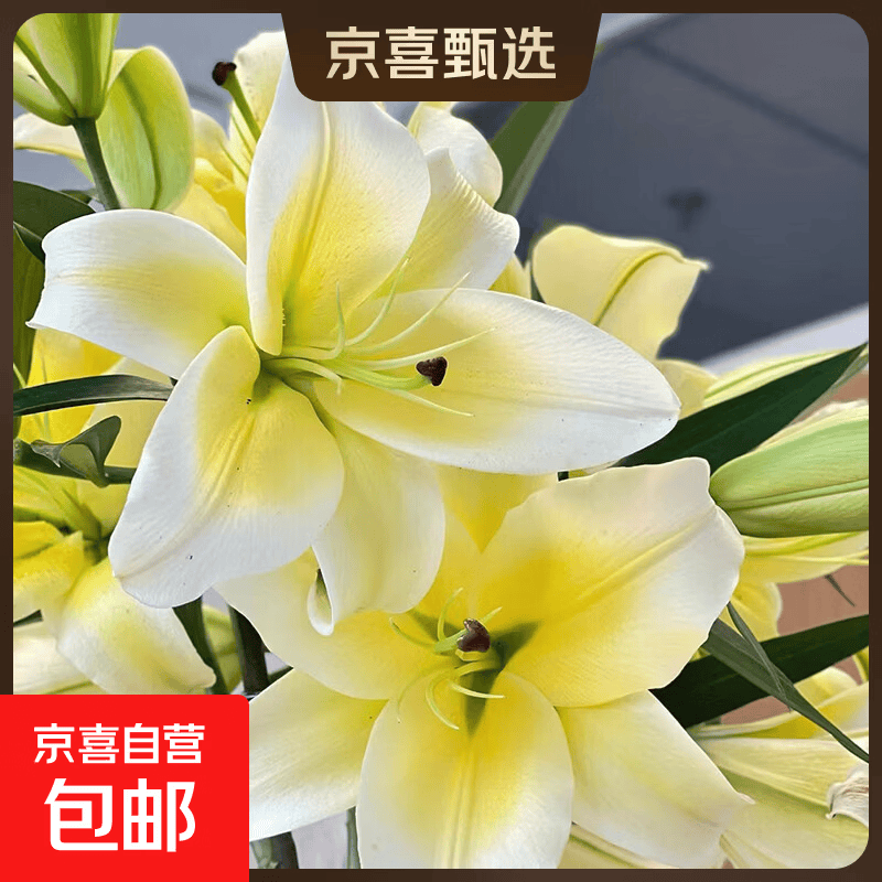 百合鲜切花云南基地直发瓶插水养母亲节520送妈妈  爱人暖心礼物 黄色香水百合12朵