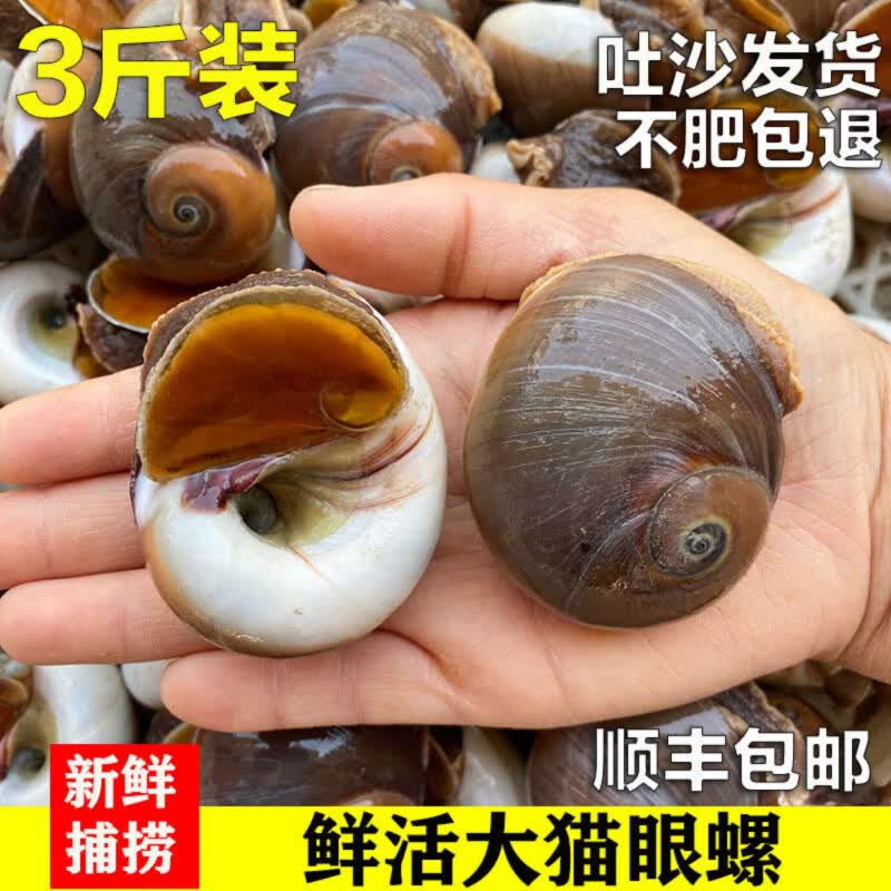 海螺鲜活海鲜水产大猫眼螺 大沙螺红香螺新鲜猫眼螺玉螺海鲜贝类 装 2.5kg