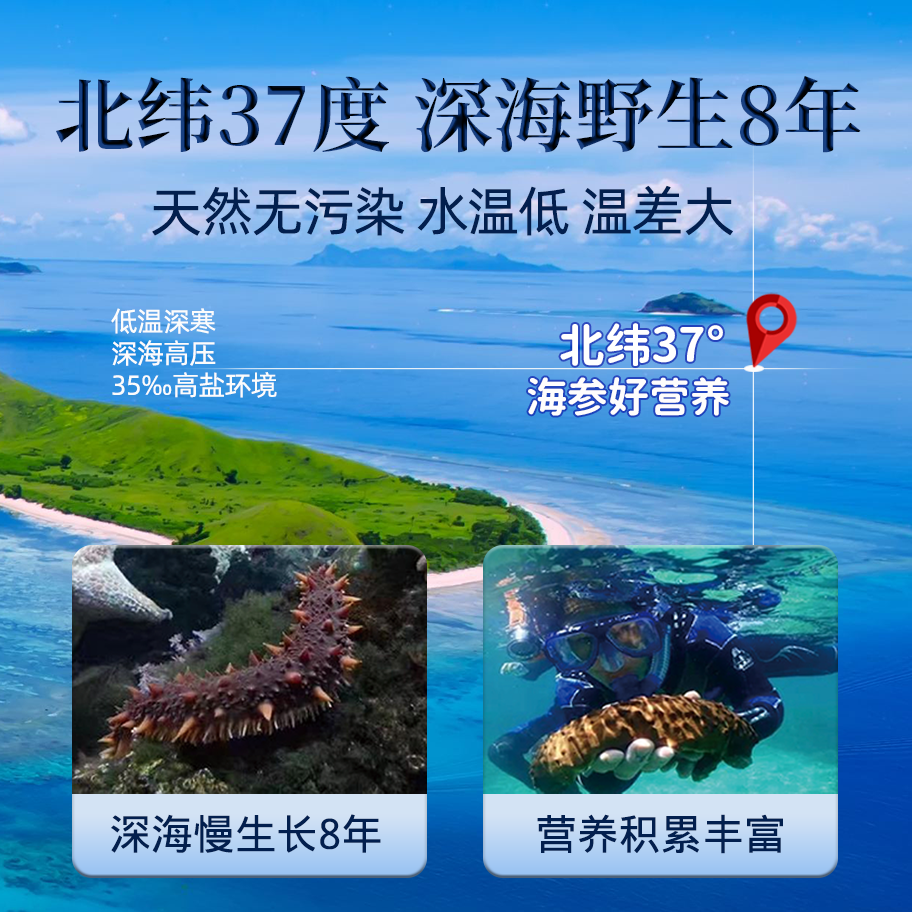 泊静野生即食海参 不包冰大个头独立包装开袋鲜食深海冰刺参 肉厚营养 1500g（33-45只）海参多