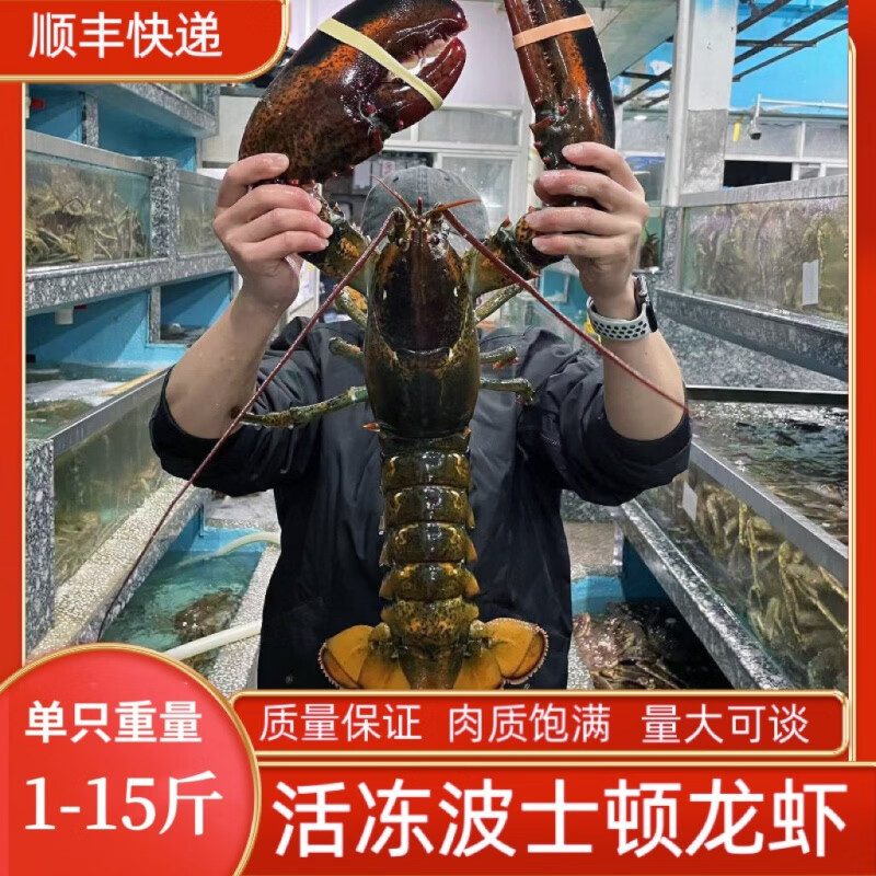 鲜活波士顿龙虾波士顿龙虾特大鲜活速冻波龙海鲜水产龙 3000g