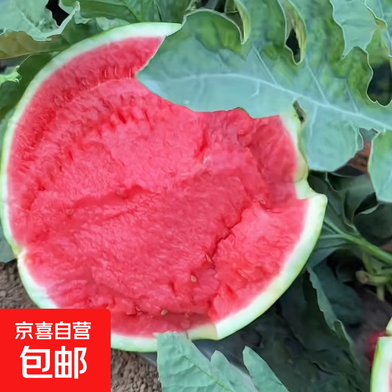新鲜现摘正宗冰糖麒麟西瓜薄皮脆甜 5-10斤（越大越甜） 9-10斤（家庭首选）