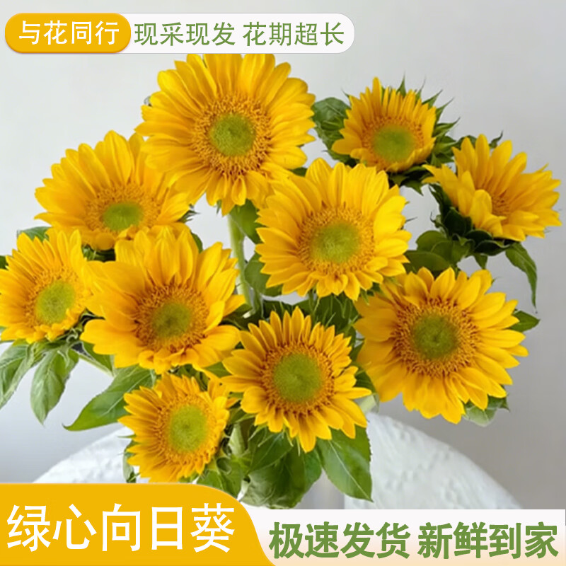 与花同行稀有迷你绿心云南向日葵昆明鲜切花插花鲜花基地直发花农水养花束 【5枝】绿心向日葵 小花苞发货  养护后开放变大