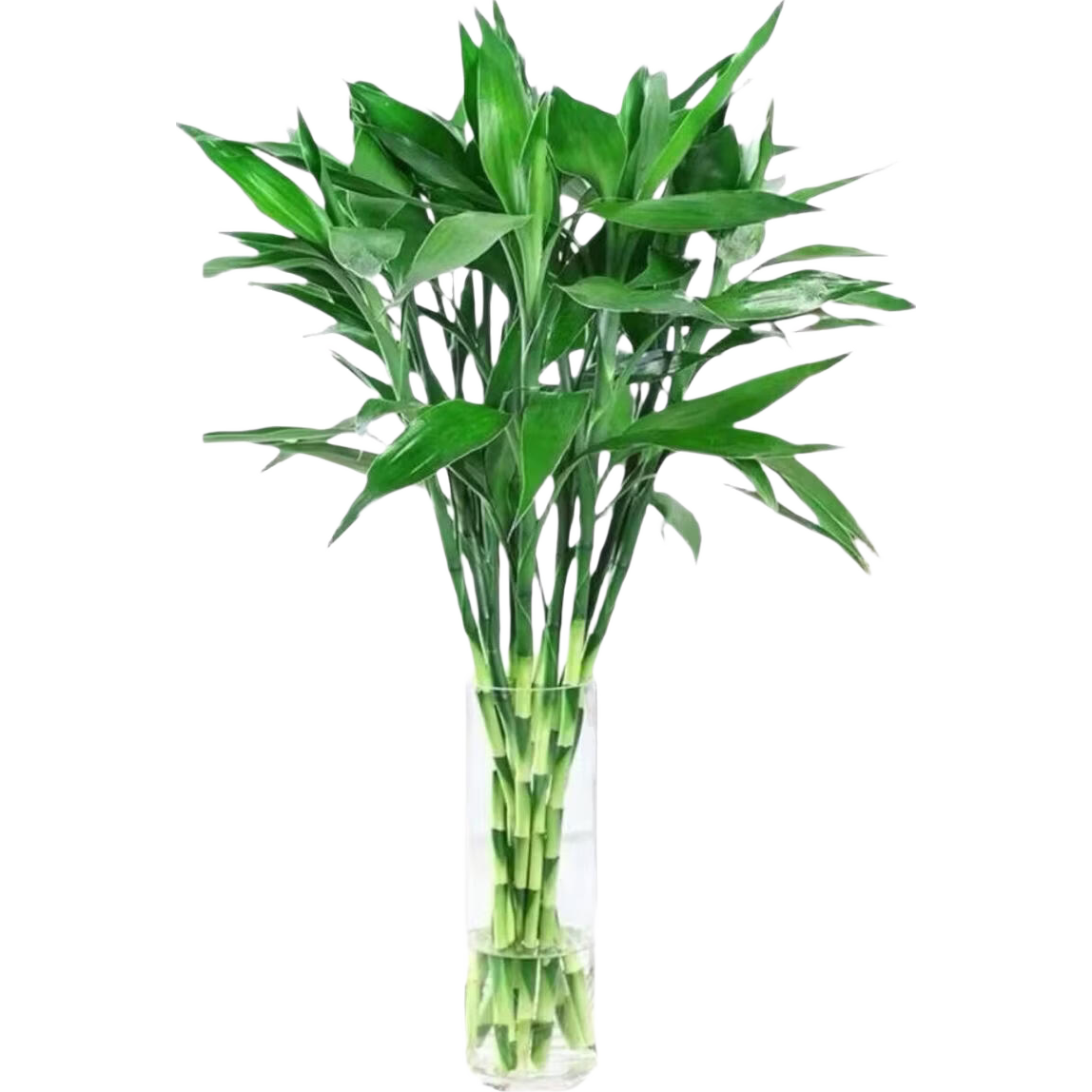 ��ϲָ�� ������ˮ����ֲ 10֧ 65cm �����칫��ƿ�� 4.97Ԫ