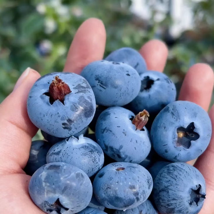 云南高山蓝莓鲜果现货12盒云南蓝莓鲜果 125g/盒净重100g/盒 12盒 云南蓝莓20mm+
