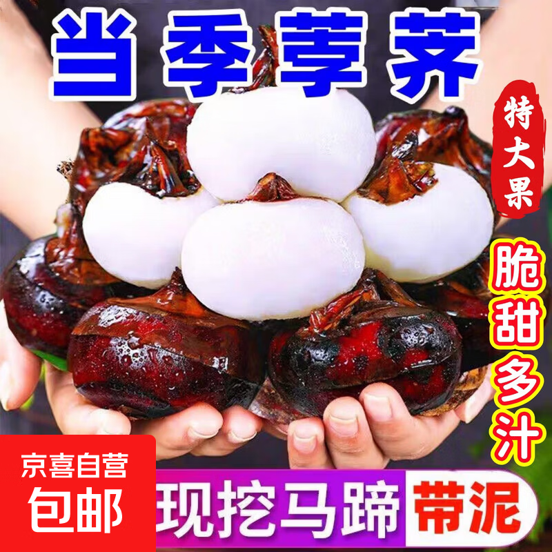 新鲜牛奶马蹄果荸荠特大果当季水果现挖现发脆甜多汁产地直发包邮 【带箱特大果9斤】约114-160个｜新鲜采挖 脆甜多汁
