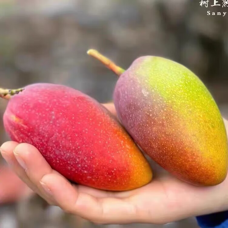 海南三亚树上熟贵妃芒果当季新鲜大果孕妇水果高档礼盒装包邮 贵妃芒 8斤装精选大果【顺丰礼盒-单果5两以上】