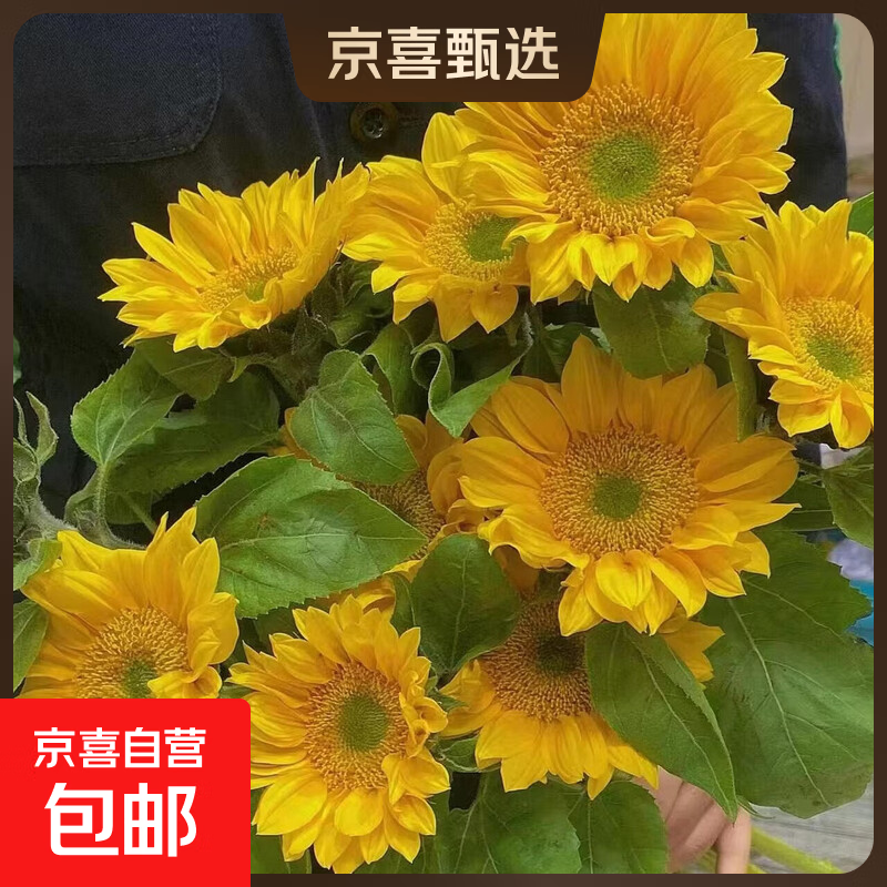 向日葵云南基地直发现采现发稀有绿心向日葵家庭水养插花 绿心向日葵10支