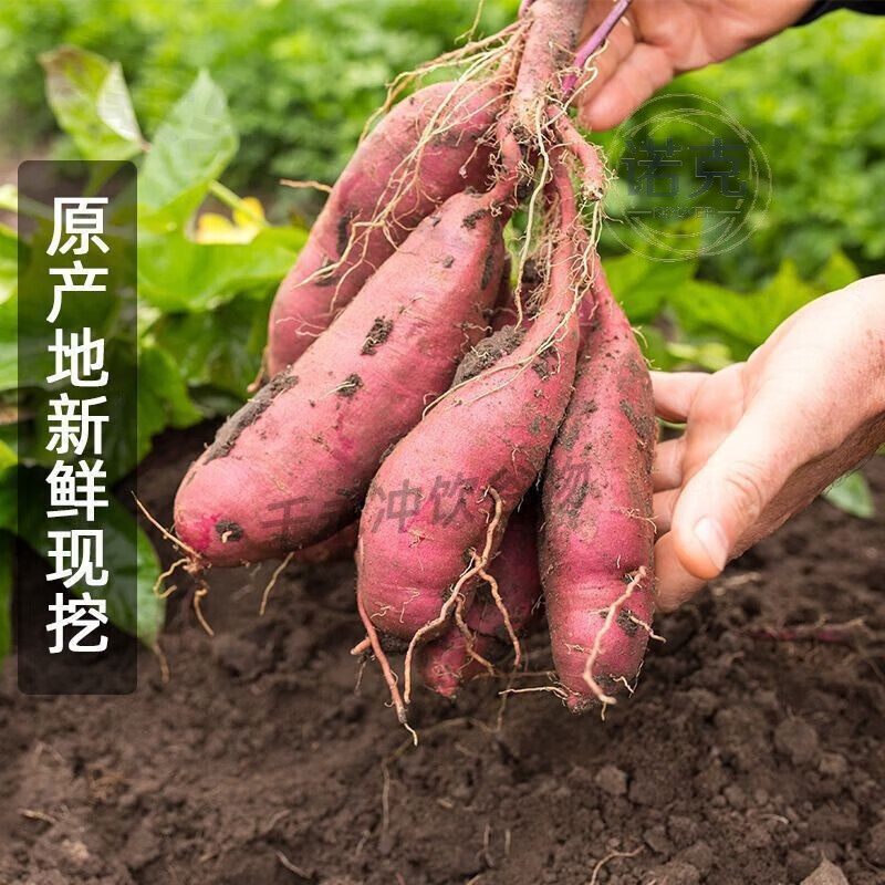 板栗蜜薯新鲜红薯沙地糖心地瓜非山东烟薯番薯25号烤红薯专 精选中果带箱番薯9-10斤