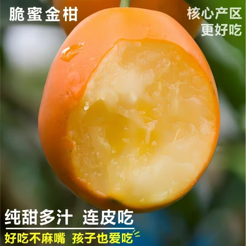 广西脆蜜正宗第三代脆蜜金桔融安纯甜无籽金桔大果新鲜应季水果 正宗3代脆蜜金桔【果园直发】 （王中王）-净重1斤装【8-11枚】土鸡蛋大小
