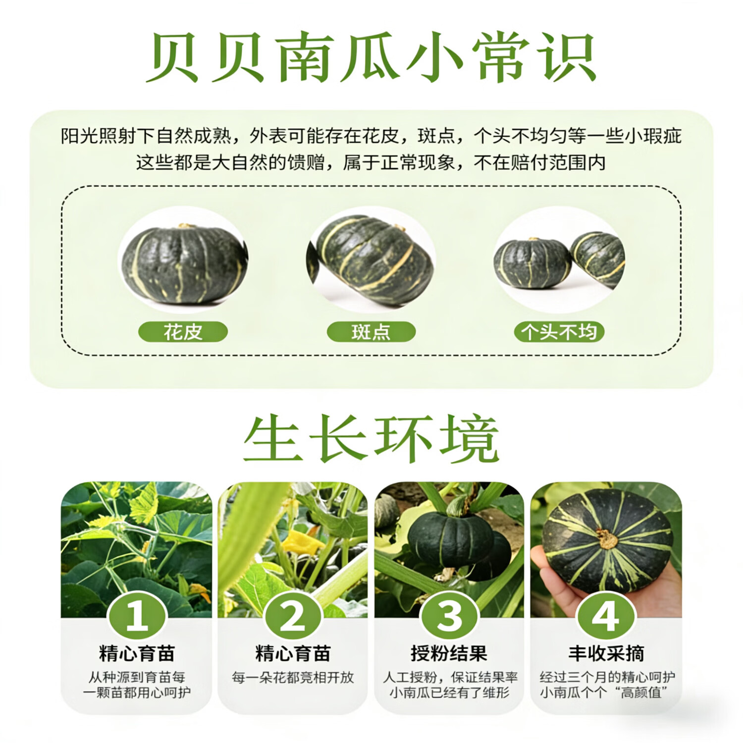 鲜农涧贝贝南瓜精品板栗味小南瓜 婴儿辅食 减肥减脂早餐轻食 香甜可口 带箱5斤实惠装  净重 4.5斤  单果250g+