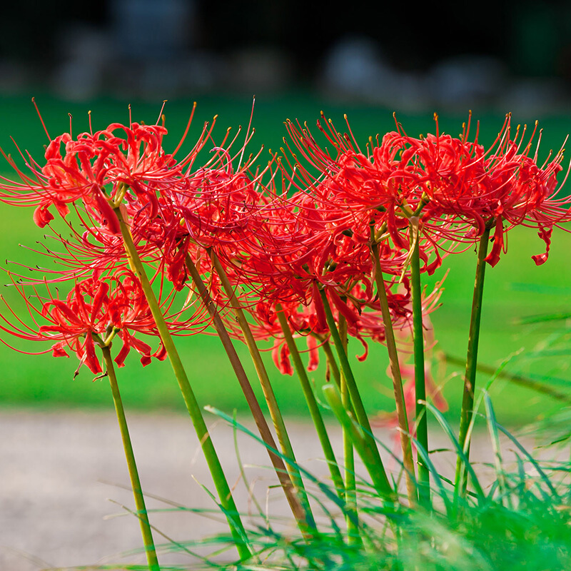 花曼 相关京东优惠商品价格升序 价格图片品牌优惠券 虎窝购