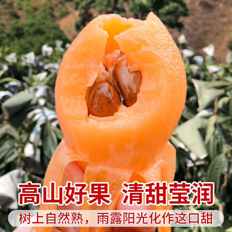 枇杷水果礼盒正宗福建莆田书峰五星大果当季新鲜纯甜高山琵琶整箱 5斤礼盒【净重4.5斤 SSS+级果王】 30年老树【京东/顺丰-多地次日达】