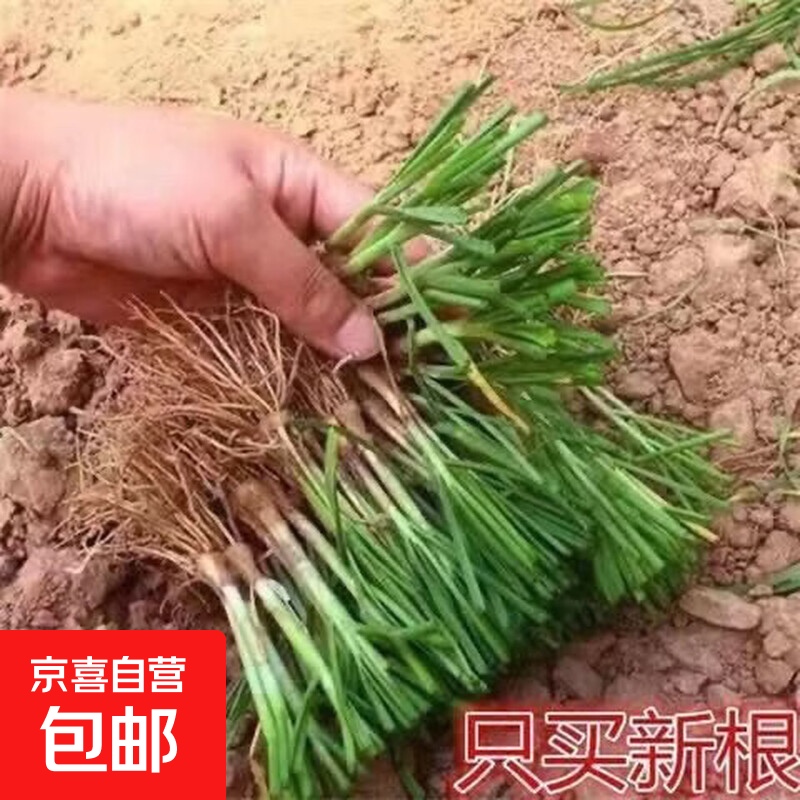 新韭菜根苗香韭菜根小叶韭菜根细叶韭菜根四季可栽养活的庭院绿植 韭菜根10棵