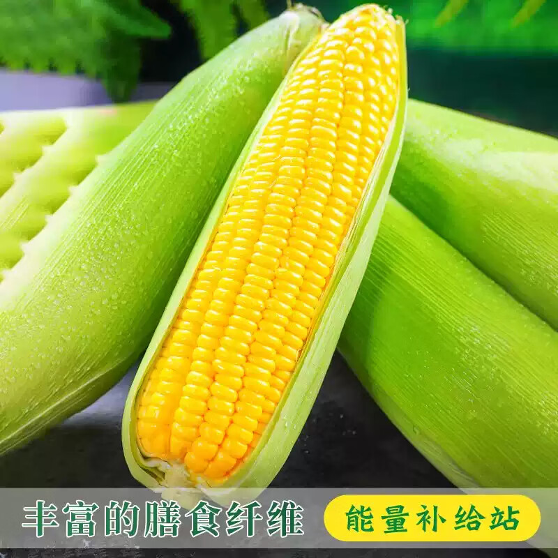 薏品甄鲜云南水果玉米 新鲜蔬菜嫩玉米带皮 产地直采 水果玉米4.5-5斤【4-5个】