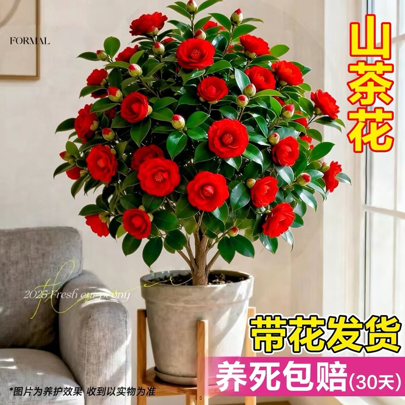 御卉阁茶花盆栽带花苞四季开花室内阳台好养浓香型山茶花树苗花卉绿植 六角大红 2年苗