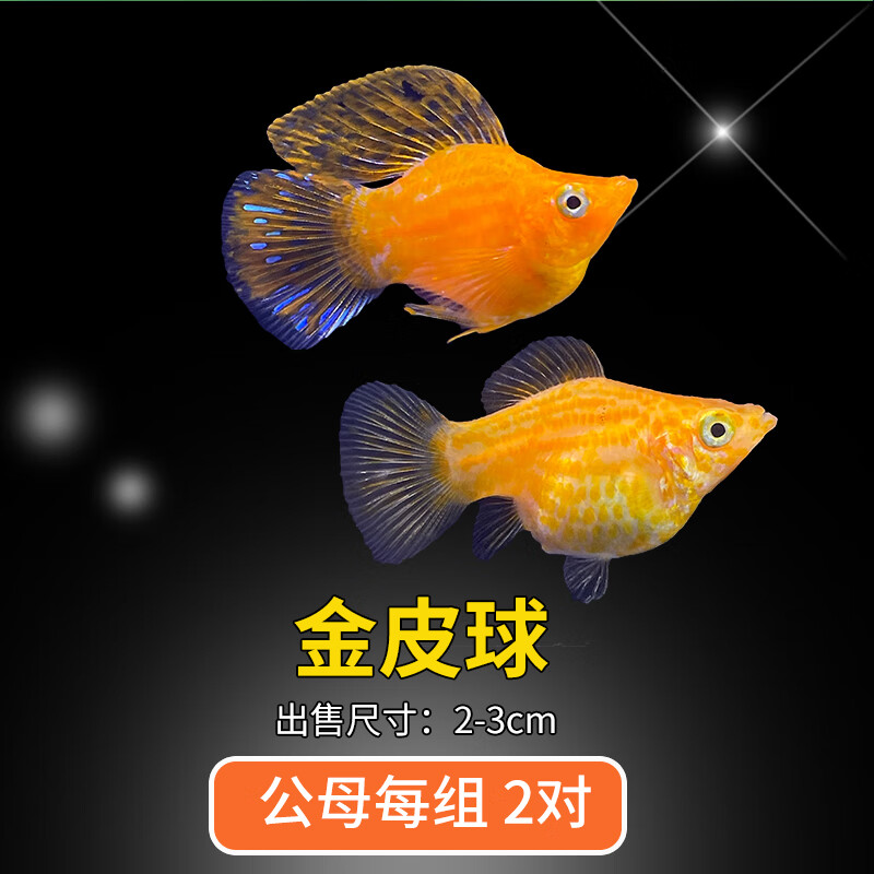 玛丽鱼热带观赏鱼月光鱼孕母临产小型宠物活体鱼 2-3cm金皮球公母2对