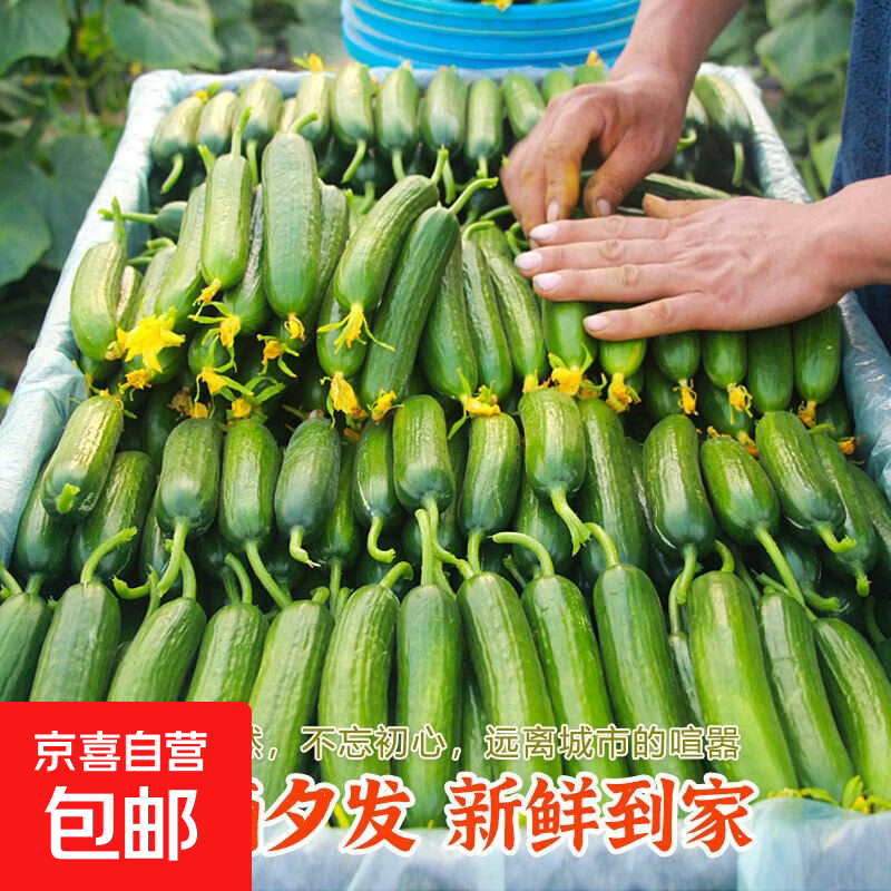 现摘水果小黄瓜新鲜黄瓜甜脆小青瓜荷兰蔬菜农家自种生吃包邮 精选水果黄瓜   带箱 2斤 净重1.8斤