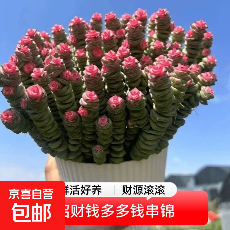 鲜花招财钱多多红心钱串锦前程似多肉办公室客厅花卉绿植旺宅好养 精品钱多多红心钱串锦50头左右（鸿运当头） 带罗马盆+底座接水盘