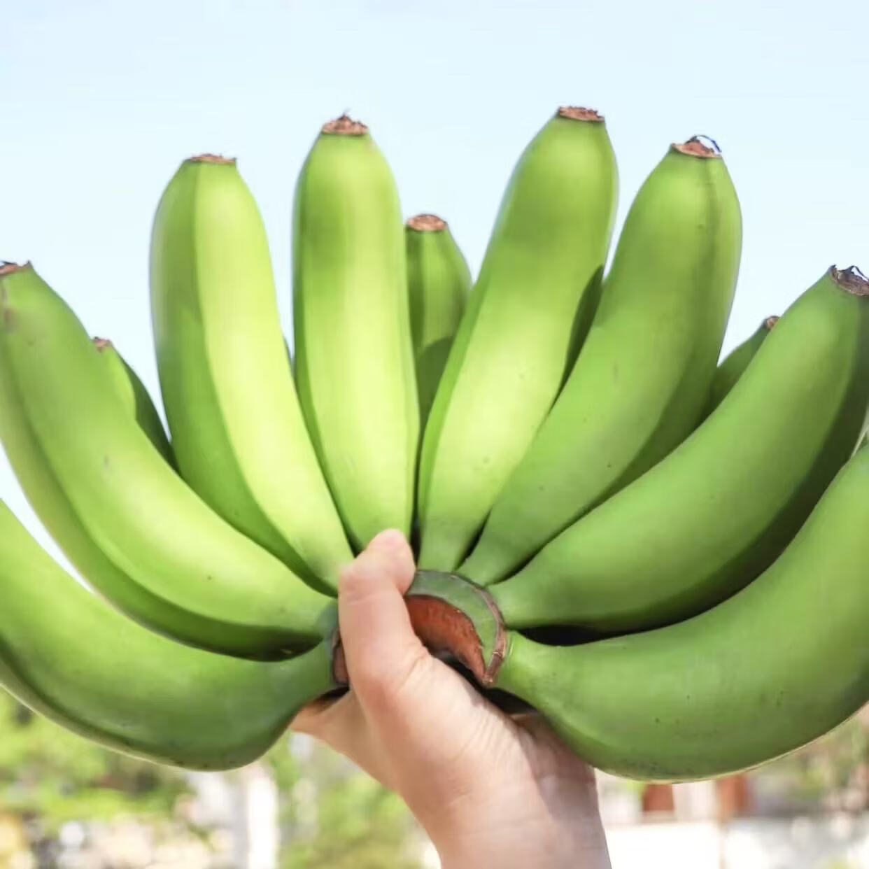 彩云之南文山树上熟绿皮香蕉软糯香甜水果香蕉生鲜（3-11月） 云南喀斯特绿皮香蕉净重8斤