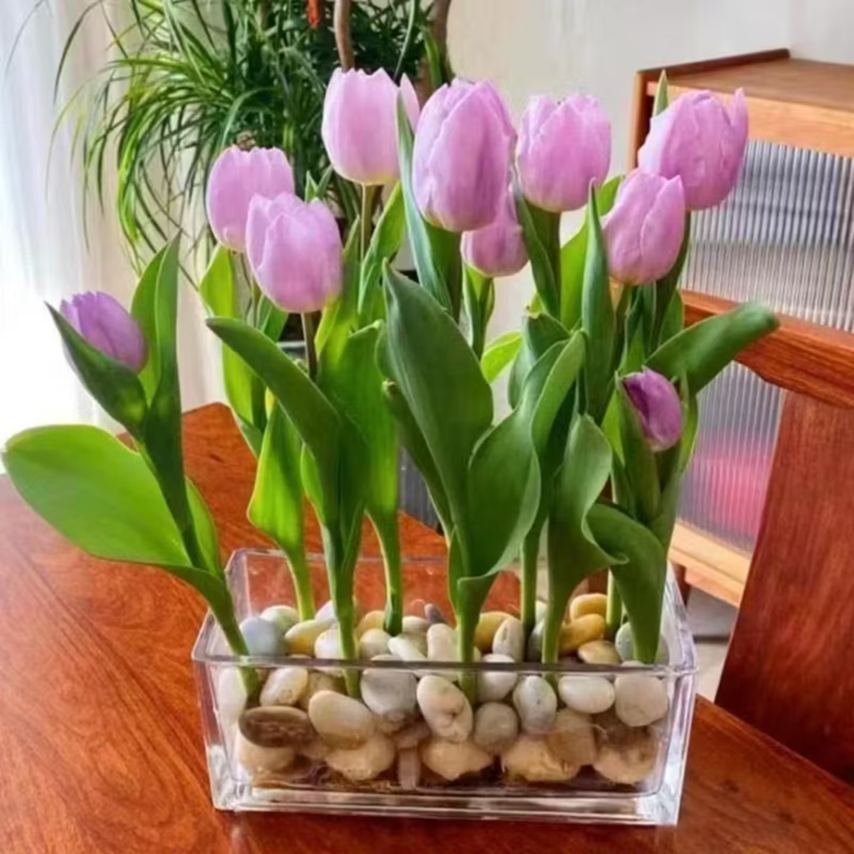 郁金香大种球四季水培土培耐寒花卉种子室内阳台水养植物 10颗加盆加营养液