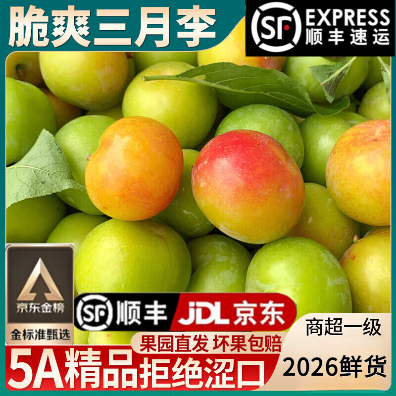 花农氏三月李钱排三月李子钱排三月李三华青李茂名李酸脆孕妇酸甜水果新 500g 中果每斤60-65个