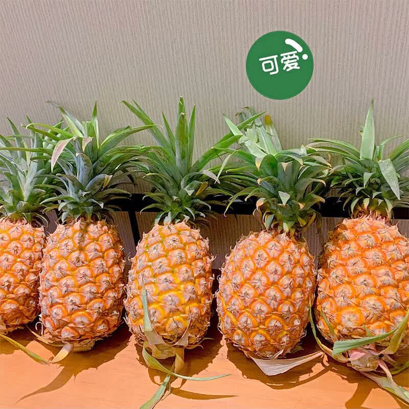 译优农正宗海南金钻凤梨新鲜热带水果当季香水金菠萝手撕小菠萝金凤梨 金钻凤梨9斤大果【3-4个】颗颗严选