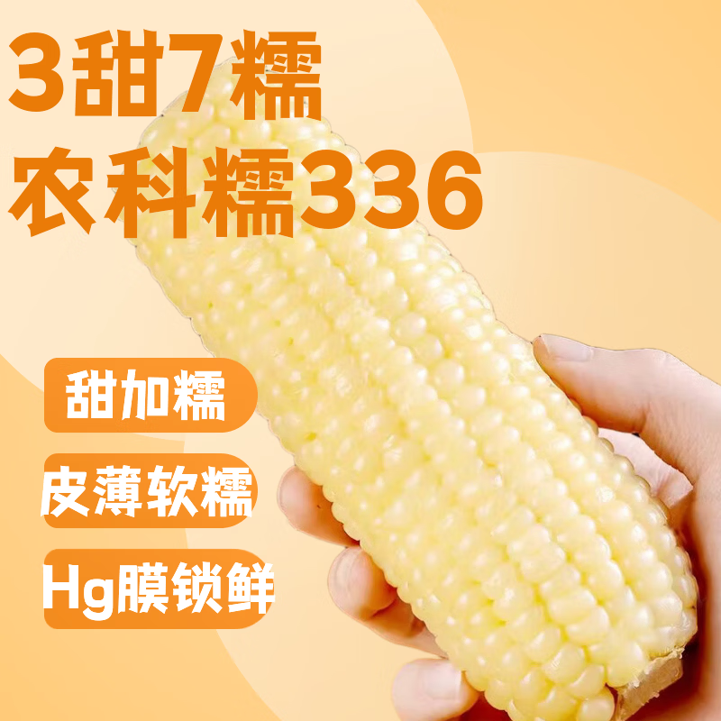 芸芸致实甜加糯东北白糯玉米农科糯336品种280-330g非转基因玉米棒粗粮 十棒