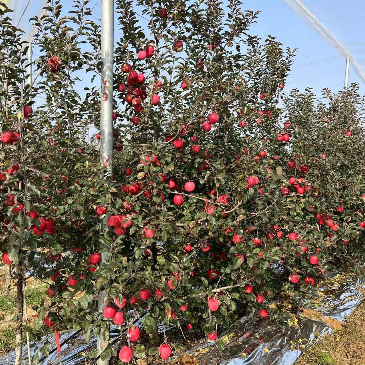 享佳恬正宗云南昭通樱桃小苹果新鲜脆甜冰糖心迷你苹果红富士整箱 净重3斤双网套60mm【新鲜采摘】