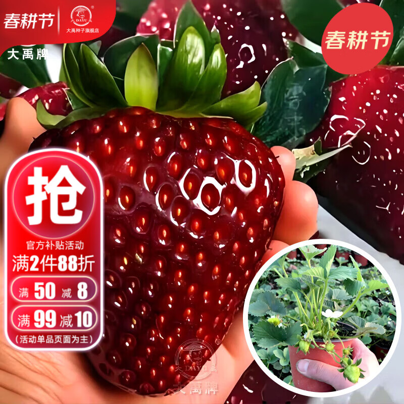 大禹奶油草莓苗带盆带土发货盆栽四季结果红颜牛奶草莓苗阳台种植 黑珍珠草莓苗1盆 带盆带土