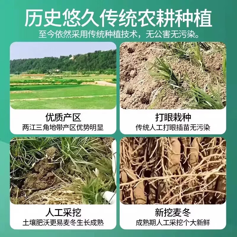 同仁堂(TRT)胖东来同款【正宗特级麦冬】500g中药材野生四川绵阳麦冬泡水喝 正宗川麦冬特级大粒 250g*2罐