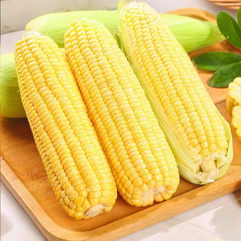 西亳水果玉米 新鲜玉米甜玉米棒新鲜现摘带皮蔬菜玉米粒 净重5斤 单果150g+