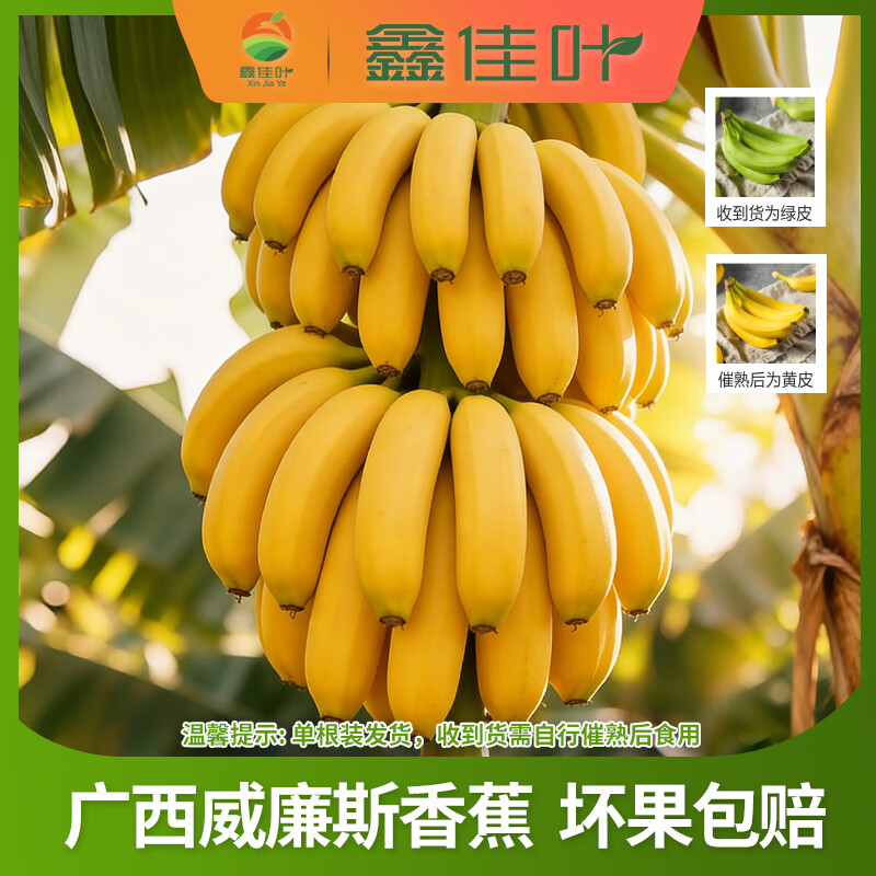 鑫佳叶广西威廉斯香蕉 单根装（需催熟） 净重4.5斤 单果100g+（单根装 收到需催熟）