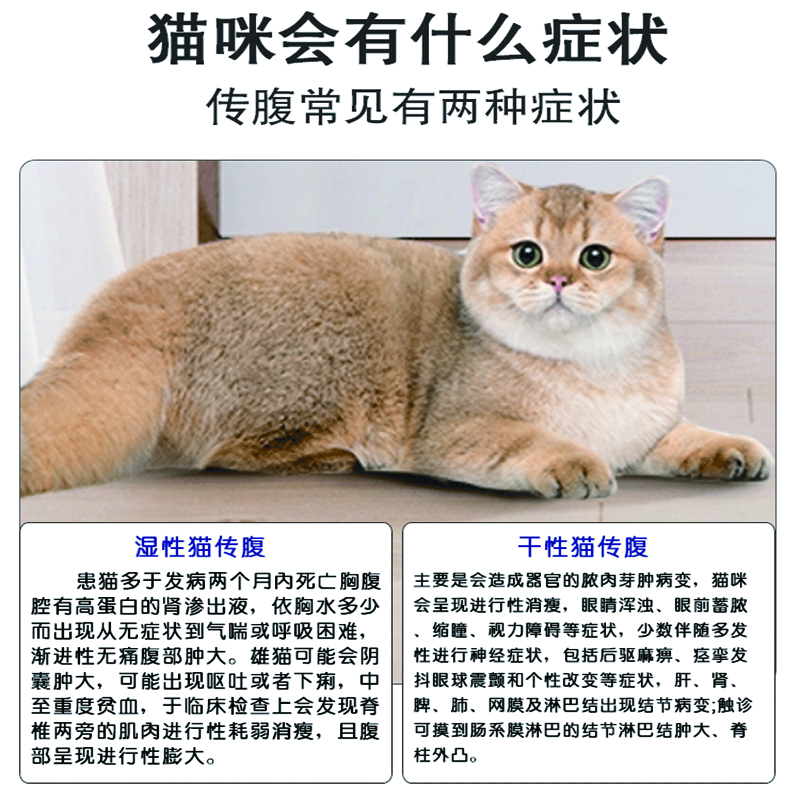 (次日达)44I猫腹传针剂油剂水剂干湿性腹水腹膜炎口服片剂 加强版 【2-3公斤口服片】12片加强版