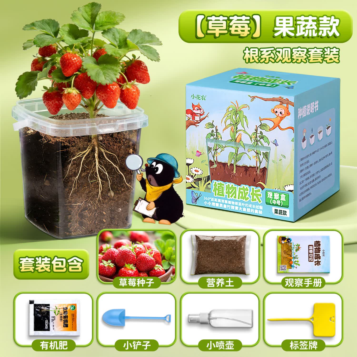 蓿蕾儿童植物生长观察盒小学生种植种菜玩具科学小实验套装种子小盆栽 【草莓】果蔬款根系观察套装