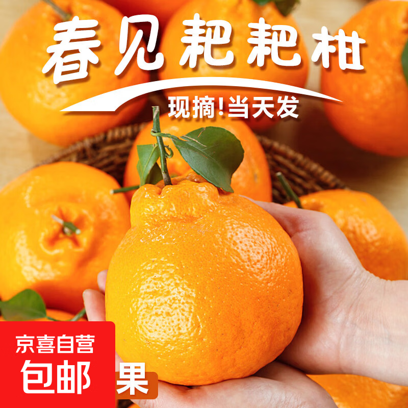 春见耙耙柑 应季鲜果 果肉细腻无渣 皮薄易剥产地直发 带箱4斤中大果（单果70mm+）