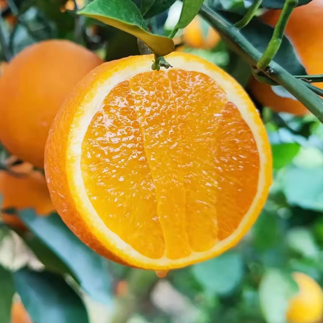 橙子很忙湖北秭归伦晚脐橙 当季鲜橙 产地现摘现发 净重5斤（果径65）