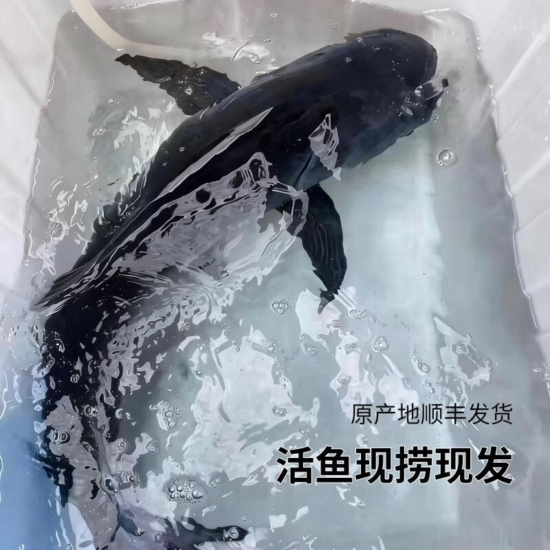 源外园千岛湖胖头鱼活鱼到家 花鲢胖头鱼 大头鱼鲜活乌鲢鱼鳙鱼淡水特产 4-5斤活鱼【包活到家】