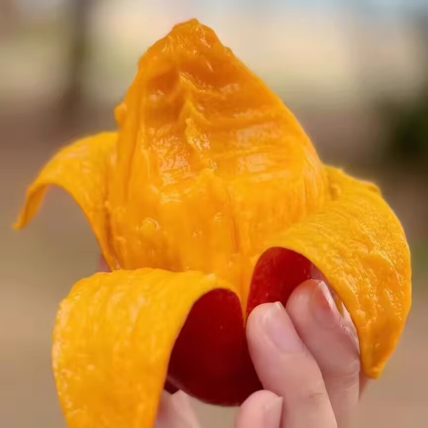 海南三亚树上熟贵妃芒果当季新鲜大果孕妇水果高档礼盒装包邮 贵妃芒 8斤装精选大果【顺丰礼盒-单果5两以上】