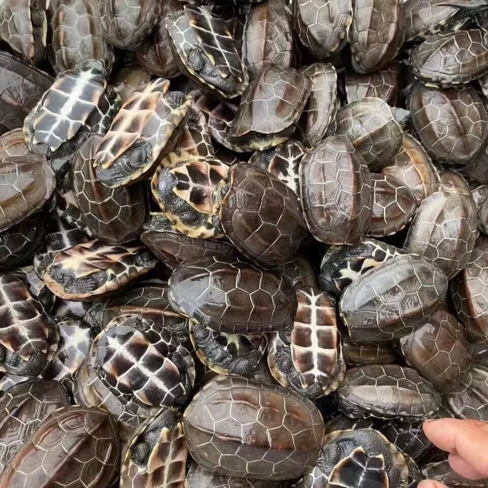 �ݹ����С�ڹ��� 2-3���� ������͹� �͹���1Ԫ
