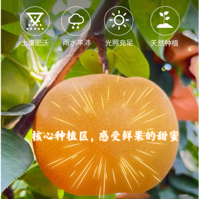 樱鲜正宗山东秋月梨 新鲜现摘 脆甜爆汁细腻无渣当季水果精品礼盒包邮 整箱5斤_净重4.5斤 单果300g+果王 果园包邮 新鲜到家