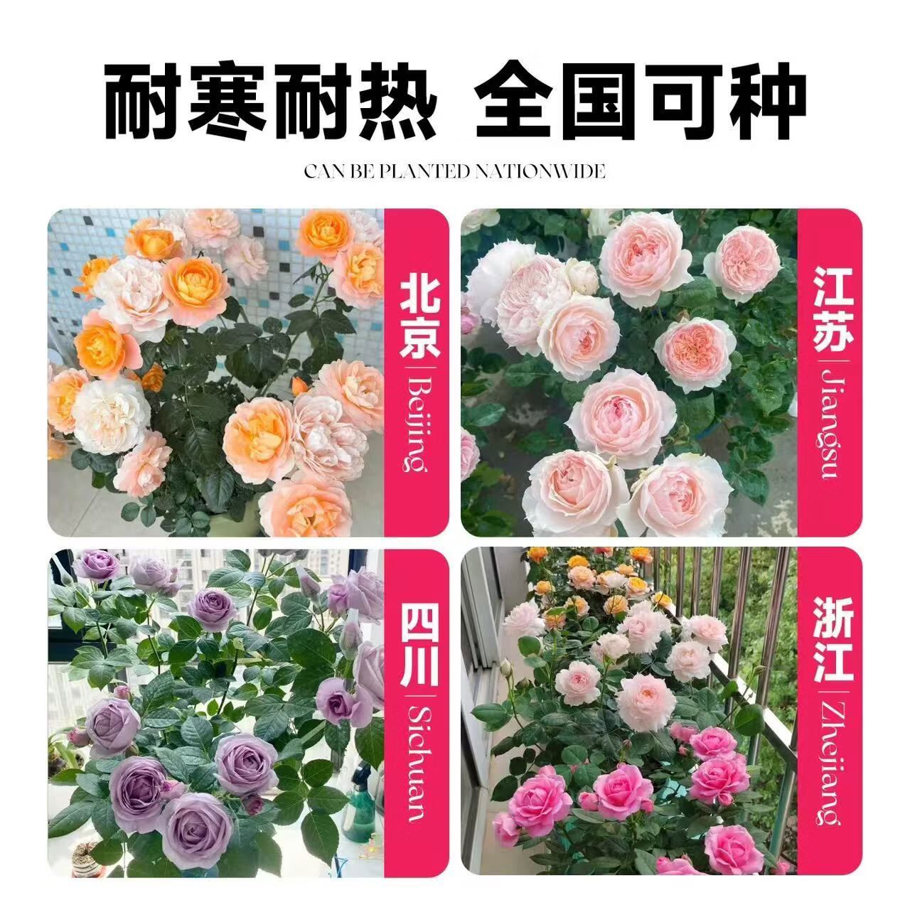 墨薰槿瑞典女王月季花中苗四季开花盆栽阳台灌木花园室外浓香切花玫瑰 天荷繁星中苗【大花浓香，月月开多分支】 高度35厘米左右【21*17】种植杯