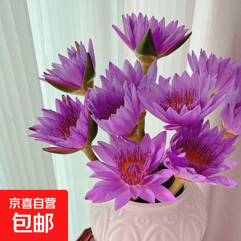 睡莲鲜切花鲜花基地现采广州直发带花苞家庭室内养护礼物花材5 紫色睡莲10支