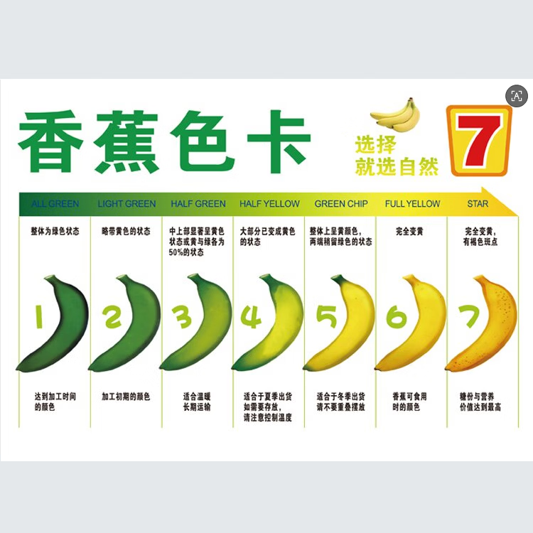 彩云之南文山树上熟绿皮香蕉软糯香甜水果香蕉生鲜（3-11月） 云南喀斯特绿皮香蕉净重8斤